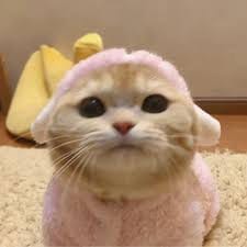 امل خان avatar